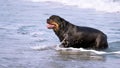 A Rottweiler running at the beach during summertime. Dangerous breed dog at the beach unleashed taking a bath happily Royalty Free Stock Photo