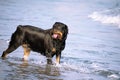 A Rottweiler running at the beach during summertime. Dangerous breed dog at the beach unleashed taking a bath happily Royalty Free Stock Photo