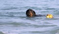 A Rottweiler running at the beach during summertime. Dangerous breed dog at the beach unleashed taking a bath happily Royalty Free Stock Photo