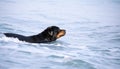 A Rottweiler running at the beach during summertime. Dangerous breed dog at the beach unleashed taking a bath happily Royalty Free Stock Photo