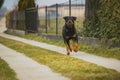 Rottweiler running towards camera