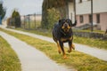 Rottweiler running towards camera