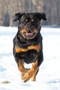 The Rottweiler runs