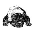 Rottweiler with santa claus hat Royalty Free Stock Photo