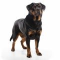 Rottweiler with a serious expression