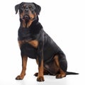 Rottweiler with a serious expression