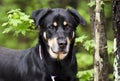 Rottweiler Shepherd mixed breed dog, pet rescue adoption photography Royalty Free Stock Photo