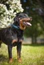 Rottweiler from the side showing tongue Royalty Free Stock Photo