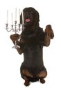 Rottweiler and silver candelabrum Royalty Free Stock Photo