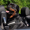 A Rottweiler sitting in the back seat