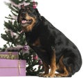 Rottweiler sitting in front of Christmas decorations