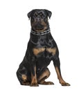 Rottweiler sitting in front of white background
