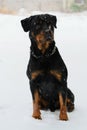 Rottweiler sitting in the snow Royalty Free Stock Photo