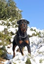 Rottweiler in the snow Royalty Free Stock Photo