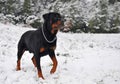 Rottweiler in the snow Royalty Free Stock Photo