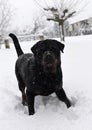 Rottweiler in snow Royalty Free Stock Photo