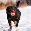 Rottweiler in snow Royalty Free Stock Photo