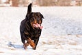 Rottweiler in snow Royalty Free Stock Photo