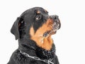 Rottweiler in the snow