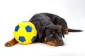 Rottweiler and soccer ball, studio shot. Royalty Free Stock Photo