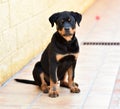 Rottweiler in spain