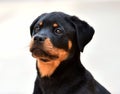 Rottweiler in spain