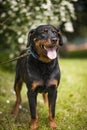 Rottweiler on the leash, standing Royalty Free Stock Photo
