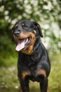 Rottweiler looking to the front Royalty Free Stock Photo