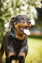 Rottweiler standing in the sun Royalty Free Stock Photo