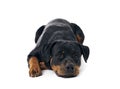 rottweiler in studio Royalty Free Stock Photo