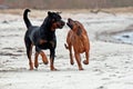 A Rottweiler tells a Bavarian Mountain Hound, who it is leader Royalty Free Stock Photo