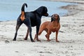 A Rottweiler tells a Bavarian Mountain Hound, who it is leader