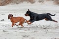 A Rottweiler tells a Bavarian Mountain Hound, who it is leader