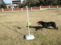 Rottweiler Tetherball