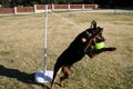 Rottweiler Tetherball