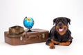 Rottweiler with travel suitcase and globe.