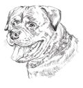 Rottweiler vector hand drawing portrait