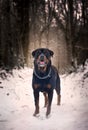 Rottweiler in snow Royalty Free Stock Photo