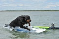 Rottweiler and windsurf Royalty Free Stock Photo