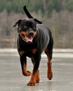 A Rottweiler that during the winter in Sweden runs on an ice-covered lake Royalty Free Stock Photo
