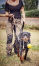 Rottweiler the workingdog