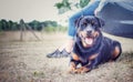 Rottweiler the workingdog