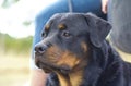 Rottweiler the workingdog Royalty Free Stock Photo
