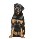 Rottweiler, 1 year old, sitting in front of white background