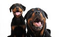 Rottweilers Royalty Free Stock Photo