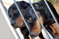 Rottweilers