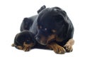 Rottweilers Royalty Free Stock Photo
