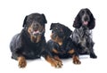 Rottweilers and cocker spanier Royalty Free Stock Photo