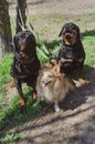 Rottweilers and a female of mixed breed. Three dogs on leashes t Royalty Free Stock Photo