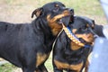 10 month old male and 3 year old female purebred rottweilers playing with a toy